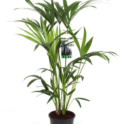 howea-forsteriana-o19cm-↕80cm