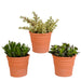 crassula-mix-10-5-cm-3x-in-terracotta-pot