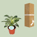 philodendron-birkin-o14cm-↕25cm