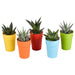 gasteria-haworthia-mix-5-5cm-5x-in-gekleurde-plasticpot