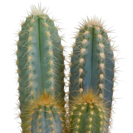 cactus-mix-10-5-cm-3x-12cm-zonder-pot