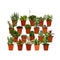 succulenten-mix-20-stuks-7-cm-o5-5