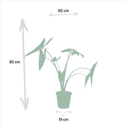 alocasia-zebrina-75cm-o19cm-alocasia-lauterbachiana-75cm-o19cm