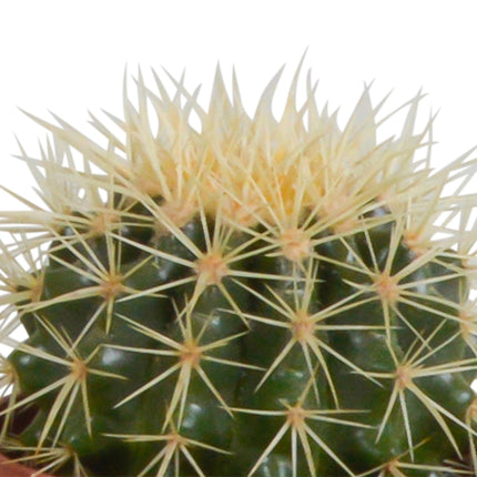 cactus-mix-10-5-cm-3x-in-terracotta-pot