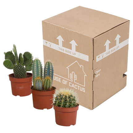 cactus-mix-10-5-cm-3x-12cm-zonder-pot