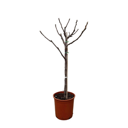 ficus-carica-op-stam-100-cm-o20