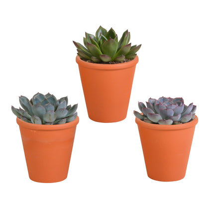 echeveria-mix-8-5-cm-3x-in-terracotta-pot