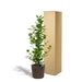 ficus-microcarpa-moclame-95cm-o21cm-mand-igmar