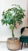 kunstplant-pachira-aquatica-geldboom-150-cm
