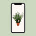 asparagus-falcatus-o21cm-↕70cm