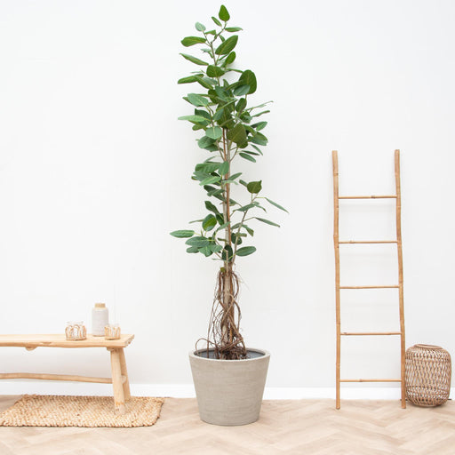 ficus-benghalensis-audrey-op-stam-met-hangende-wortels-220cm-o45