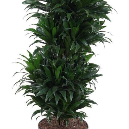 dracaena-compacta-vertakt-p27-o27cm-↕100cm