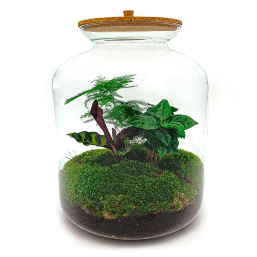 diy-terrarium-lukas-↕-33-cm-normal