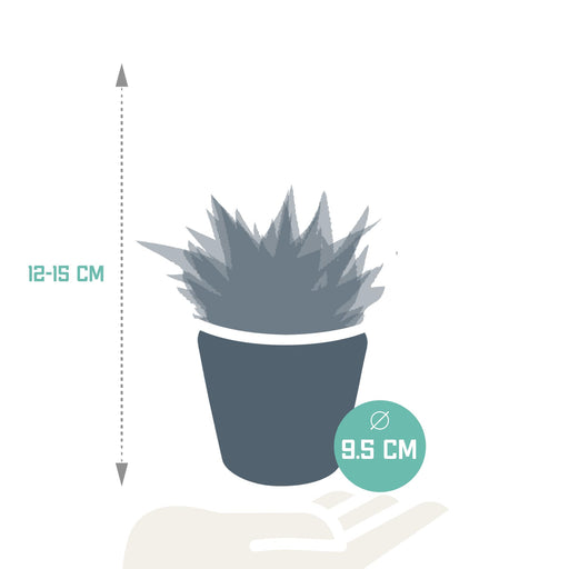 gasteria-haworthia-mix-8-5cm-3x-in-mexicaanse-pot