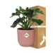 philodendron-atom-in-elho-vibes-fold-14cm-roze