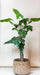 kunstplant-alocasia-olifantsoor-150-cm