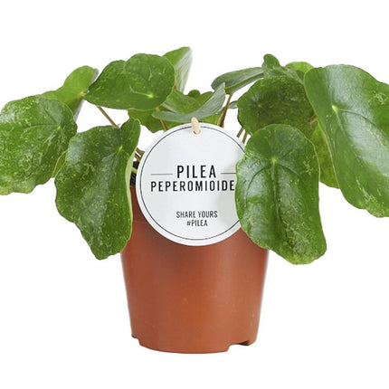 pilea-sugar-o13cm-↕20cm