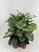 calathea-mix-p14cm