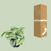 scindapsus-pictus-trebie-o12-15cm