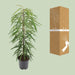 ficus-binnendijkii-alii-80cm-21o
