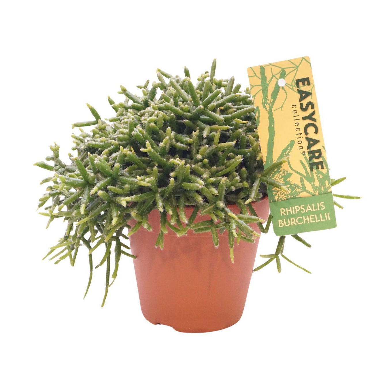 Rhipsalis (Koraalcactus)