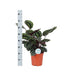 calathea-medaillon-o21cm-↕70cm