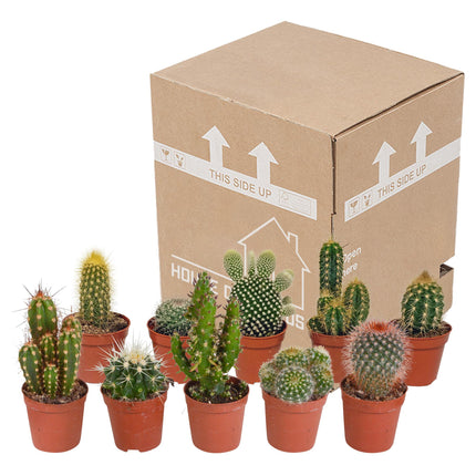cactus-mix-5-5-cm-10x-zonder-pot