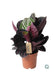 calathea-dottie-o17-↕25