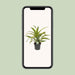 dracaena-fragrans-lemon-lime-o17cm-↕40cm