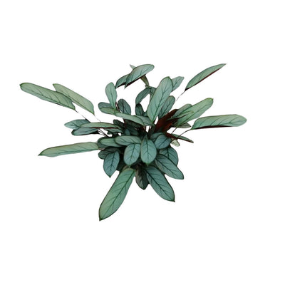 ctenanthe-oppenheimiana-o17cm-↕70cm
