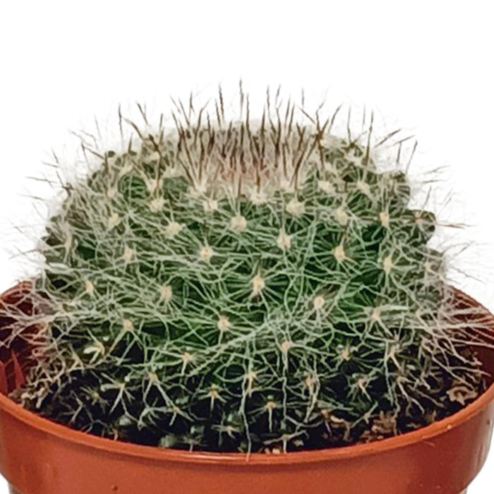 cactus-mix-5-5-cm-10x-zonder-pot