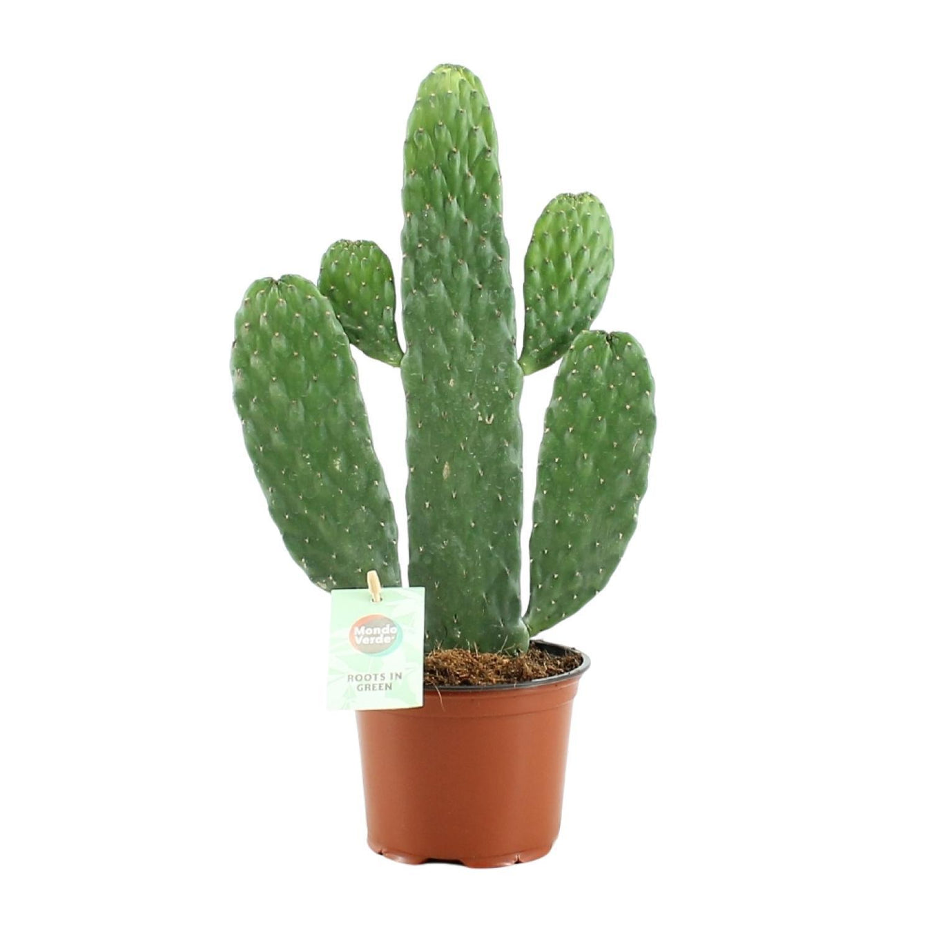 Opuntia (Schijfcactus - Vijgcactus)
