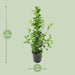 ficus-microcarpa-moclame-o21cm-↕95cm
