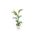 combi-deal-strelitzia-nicolai-inclusief-elho-vibes-fold-round-wit-o22-100-cm