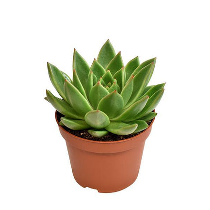 echeveria-miranda-o10-5cm-↕15cm