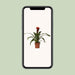 guzmania-happiness-o12-↕45