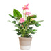 anthurium-pink-explosion-met-lissabon-mand-wit