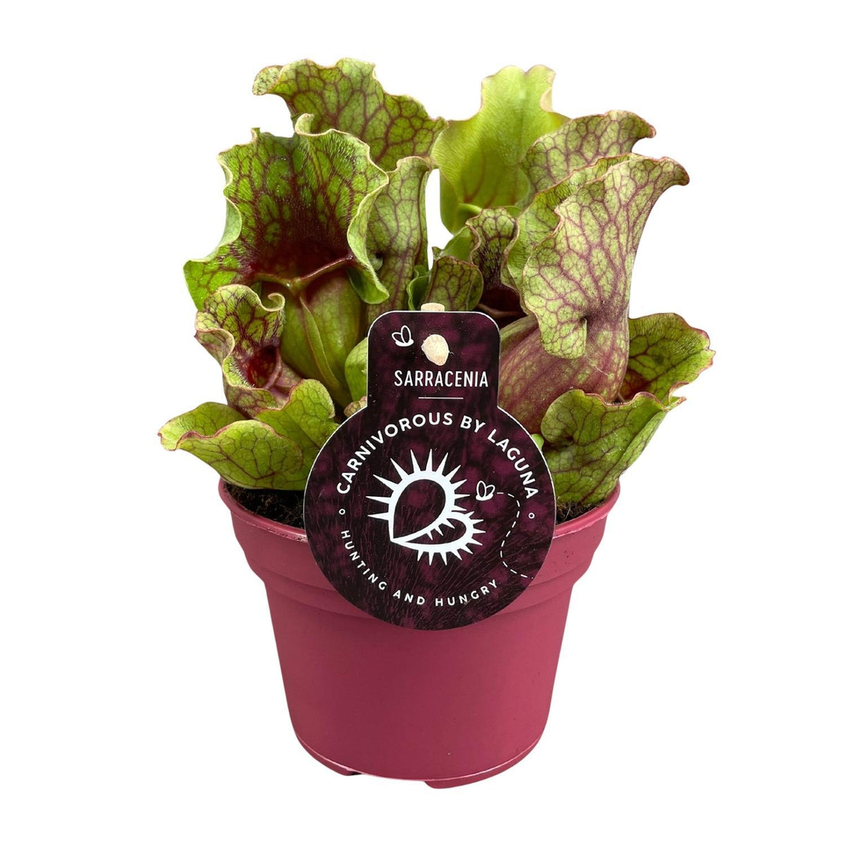 Schlauchpflanze (Sarracenia) – ↕20 cm – Ø12 cm — Planten247.nl