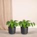 2x-philodendron-scandens-15cm-o12