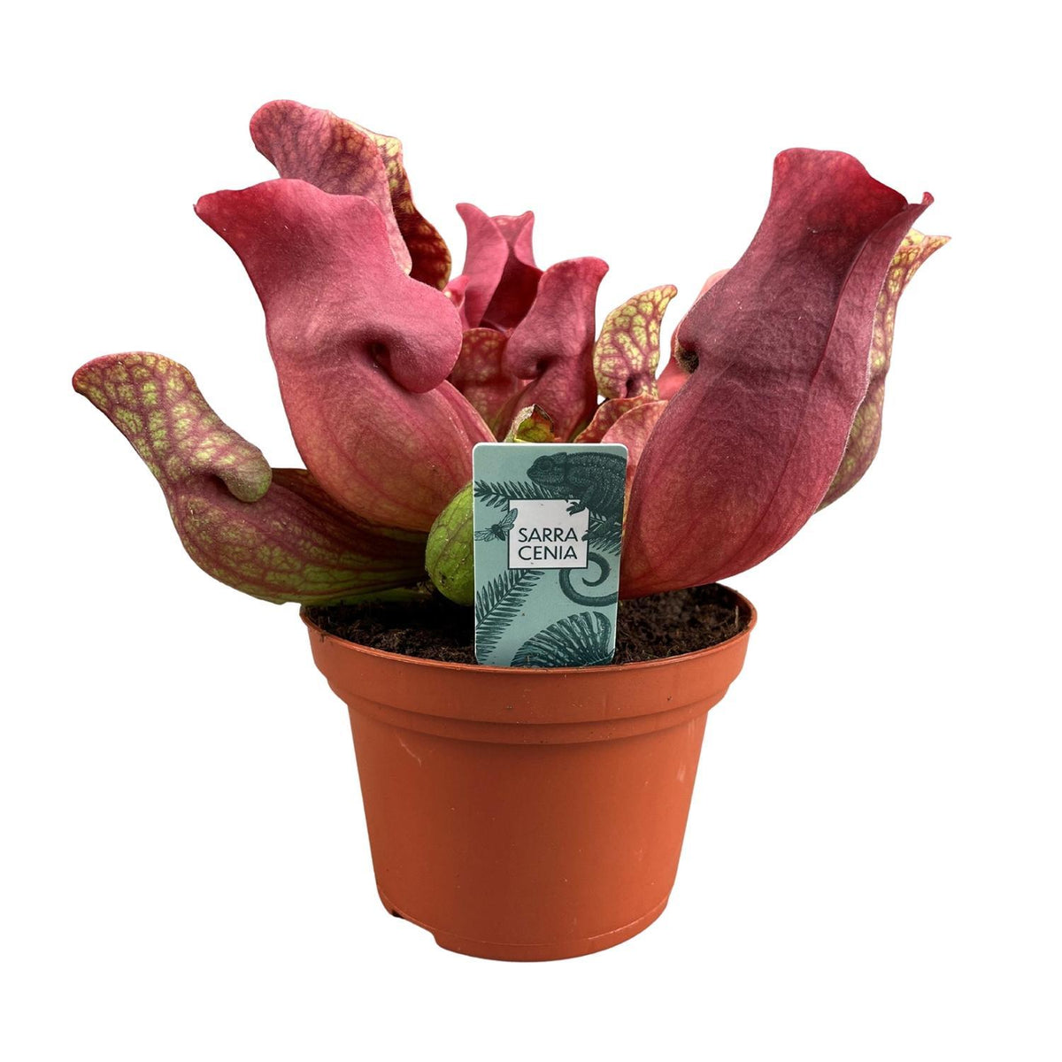 Sarracenia Maroon – Trompetenschlauchpflanze – ↕23 cm – Ø12 cm —  Planten247.nl