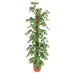 monstera-minima-mosstok-150-cm-o27