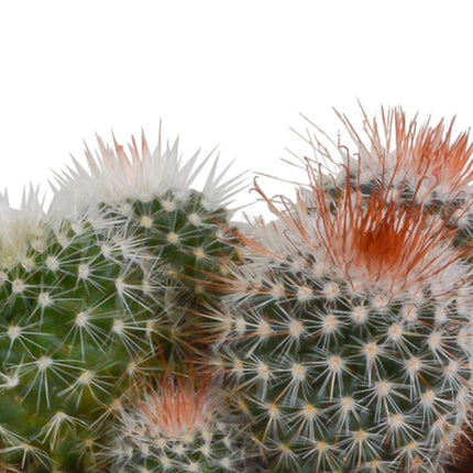 bolcactus-mix-8-5-cm-3-stuks-in-mexicaanse-pot