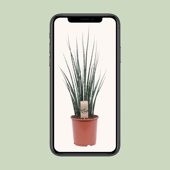 sansevieria-fernwood-mikado-o19cm-↕80cm