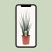 sansevieria-fernwood-mikado-o19cm-↕80cm