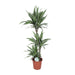 dracaena-warneckei-o24cm-↕125cm